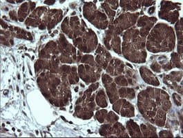 DDT / Dopamine Tautomerase Antibody (clone OTI3B10)