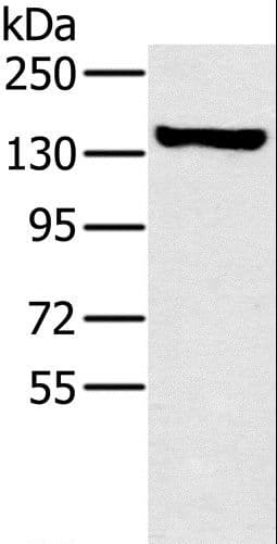 Polyclonal Rabbit anti-Human PPP1R12A / MYPT1 Antibody (WB)