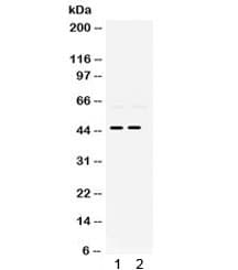 PAX2 Antibody
