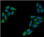 TP53 / p53 Antibody