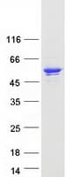 Human IKBKG / NEMO / IKK Gamma Protein (Recombinant Myc-DDK (Flag))