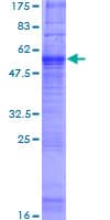 Human GPR21 Protein (Recombinant GST)