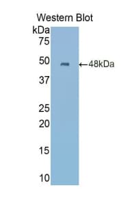 Neuraminidase Antibody (aa47-415, Biotin)