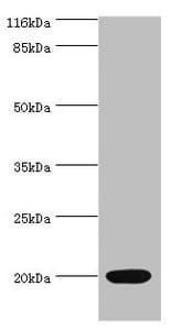 NTS / NT / Neurotensin Antibody (aa24-143)