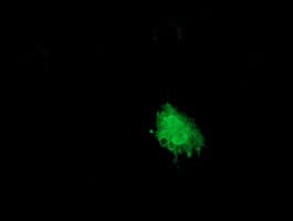 SNX8 Antibody (clone OTI1D12, Carrier-free)