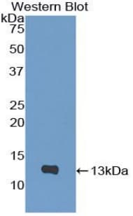 CXCL10 / IP-10 Antibody (aa22-98)
