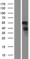 GPBP1 Protein (Over-Expression Lysate Myc-DDK (Flag))