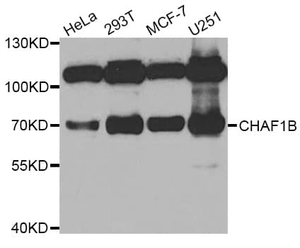 CHAF1B / CAF1 Antibody