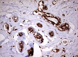 USP44 Antibody (aa420-712, clone OTI1A9)