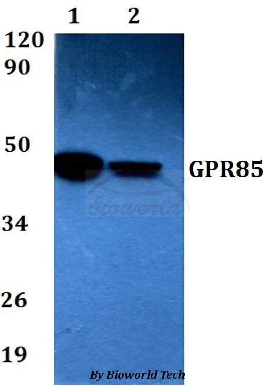 SREB / GPR85 Antibody