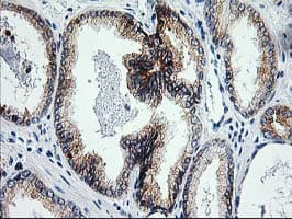ERCC4 / XPF Antibody (clone OTI6E6)