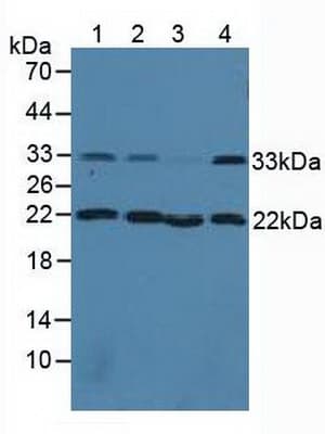 CNN2 Antibody (aa1-269)