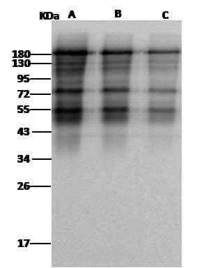 Polyclonal Rabbit anti-Coronavirus MERS-CoV Spike Antibody (Preservative Free, IHC, IF, WB)