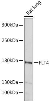 FLT4 / VEGFR3 Antibody