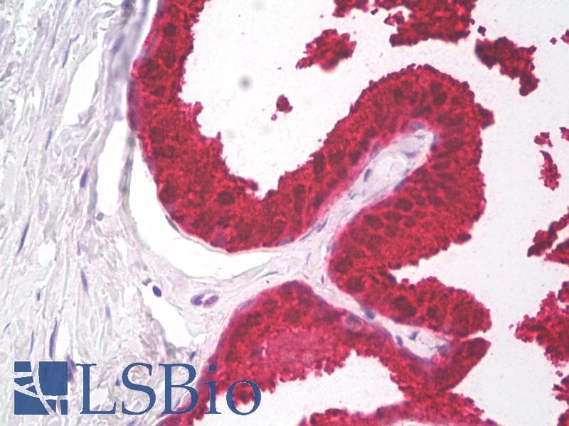 PathPlus™ KLK3 / PSA Antibody (clone C3F12)
