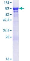 Human GTF2E1 Protein (Recombinant GST)