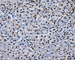 NPR3 Antibody (clone OTI11H5)