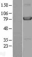 HPS4 Protein (Over-Expression Lysate Myc-DDK (Flag))