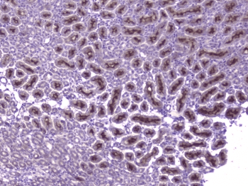 CCL8 / MCP2 Antibody
