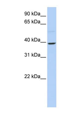 KLF12 Antibody (N-Terminus)