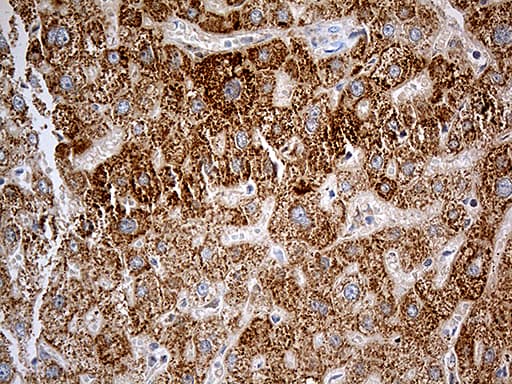 Monoclonal Mouse anti-Human CHCHD10 Antibody (clone OTI2B6, Carrier-free, aa17-142, IHC, WB)
