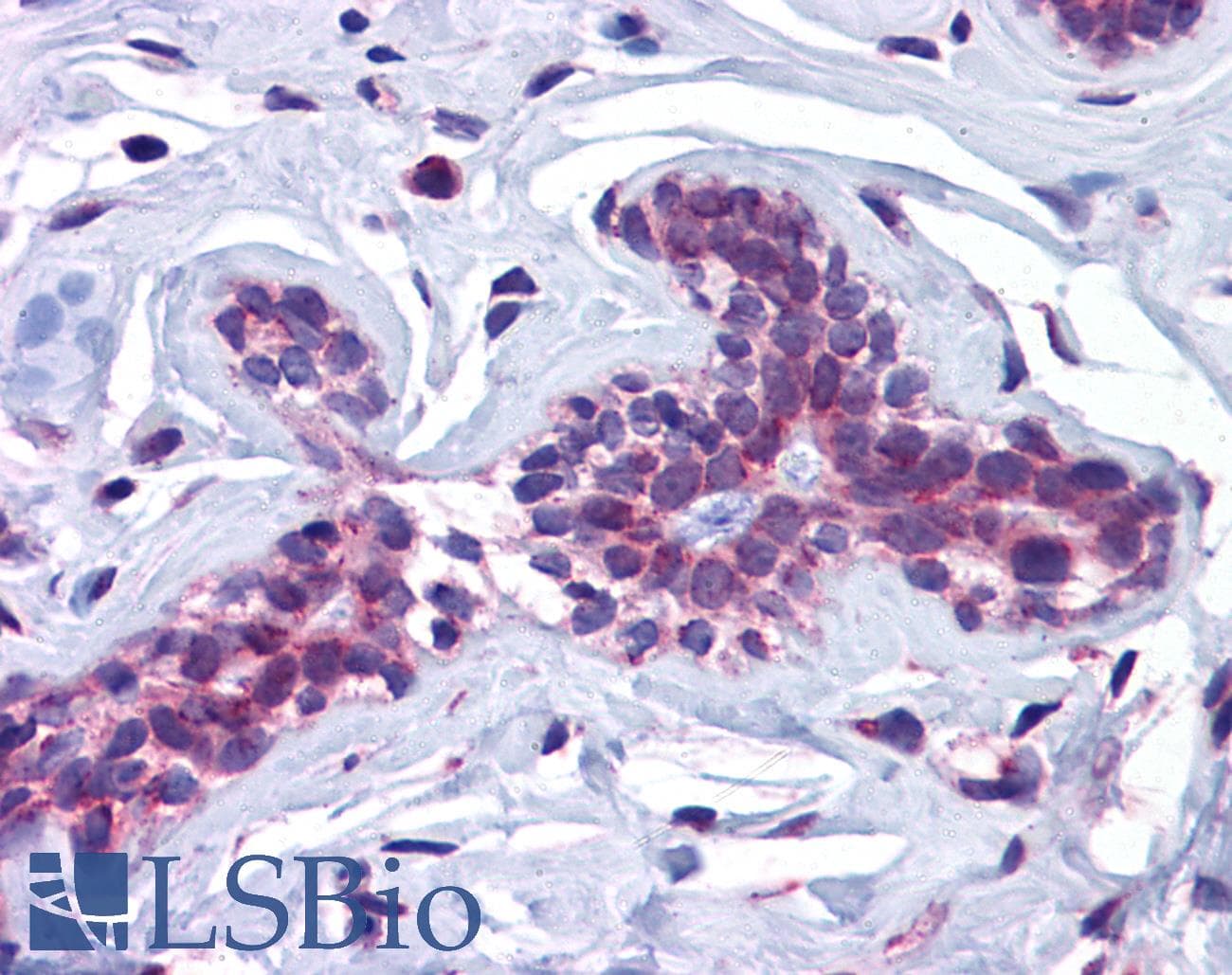 IHC-plus™ SCRN3 Antibody