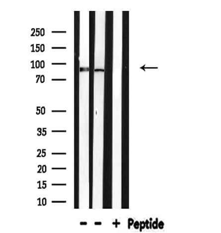 ARNT / HIF-1-Beta Antibody