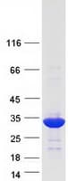 Human PSMC3IP Protein (Recombinant Myc-DDK (Flag))