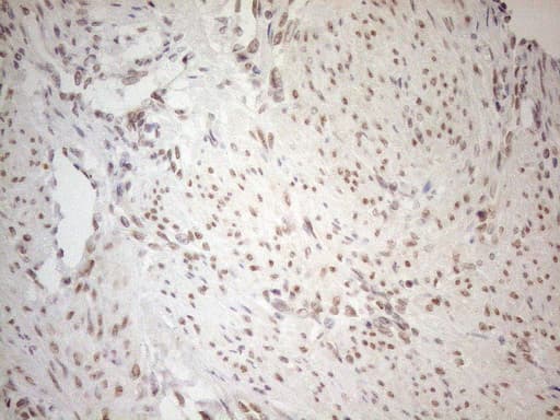 RGL2 Antibody (aa547-777, clone OTI10F2, Carrier-free)