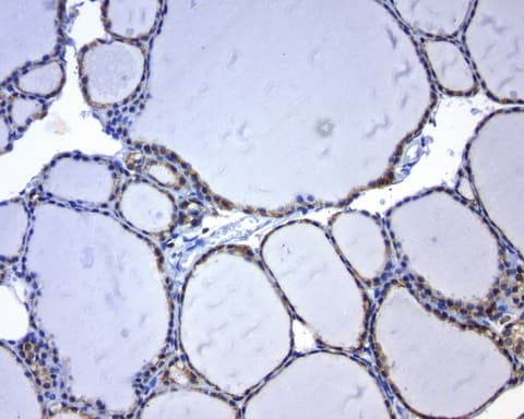BCL2 / Bcl-2 Antibody (clone UMAB225, Carrier-free)