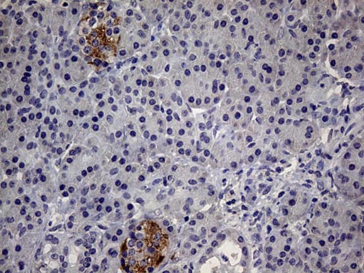 Monoclonal Mouse anti-Human IL24 Antibody (clone OTI4E1, aa52-206, IHC, WB)