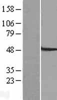 SLC22A7 / OAT2 Protein (Over-Expression Lysate Myc-DDK (Flag))