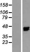 KCNAB3 Protein (Over-Expression Lysate Myc-DDK (Flag))