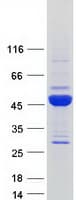 Human FLJ43980 Protein (Recombinant Myc-DDK (Flag))