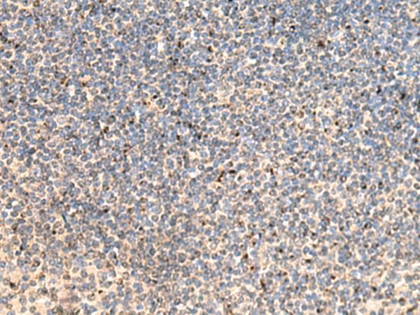 PTHR / PTHR1 Antibody
