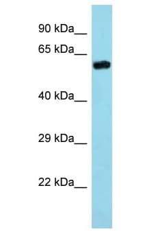 Polyclonal Rabbit anti-Mouse TRIM35 Antibody (aa326-375, WB)