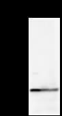 Monoclonal Mouse anti-Human DDX39 Antibody (clone 2252C4a, IF, WB)