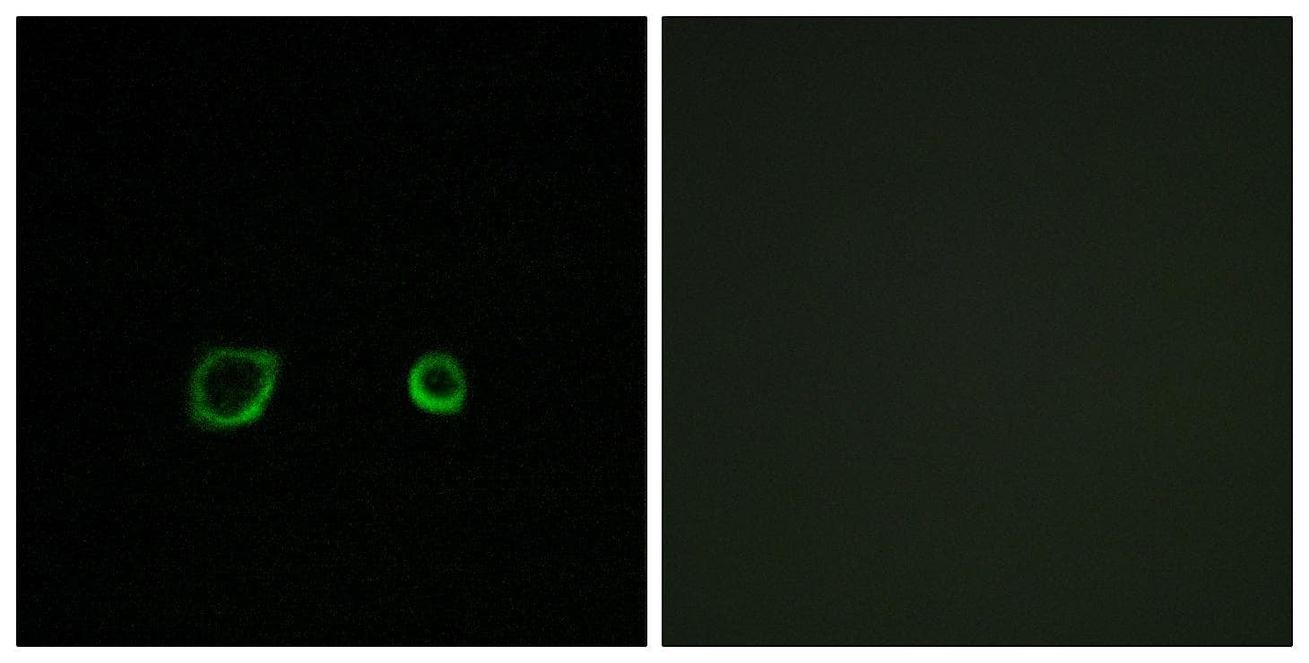 Polyclonal Rabbit anti-Human CNTN4 Antibody (IF)