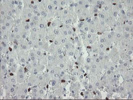 MAFB Antibody (aa32-320, clone OTI1E9)