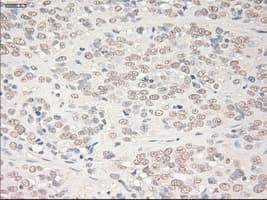 SOX17 Antibody (clone OTI2B6)