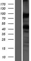 VAP33 / VAPA Protein (Over-Expression Lysate Myc-DDK (Flag))