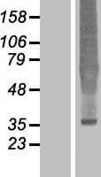 OPRD1 / Delta Opioid Receptor Protein (Over-Expression Lysate Myc-DDK (Flag))