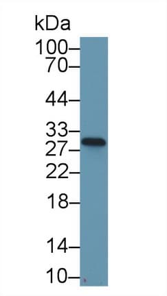 NQO1 Antibody (aa2-274, Biotin)