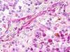 PathPlus™ XCR1 Antibody (Extracellular Domain)