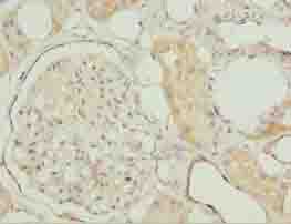 MRPL27 Antibody
