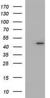 NDN / Necdin Antibody (clone OTI1B1)
