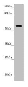 QRSL1 / GatA Antibody