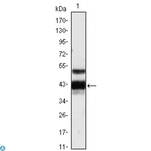 PROZ / Protein Z Antibody