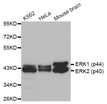 MAPK1 / ERK2 Antibody