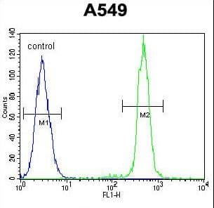 TCF3 / E2A Antibody (aa506-534)